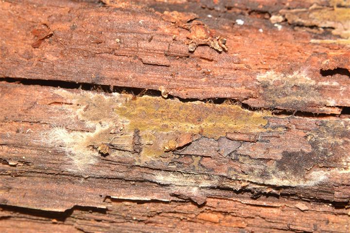 Ritrovamento n� 5 del 04-05-2012 (Crustoderma dryinum)