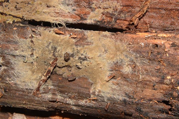 Ritrovamento n� 5 del 04-05-2012 (Crustoderma dryinum)