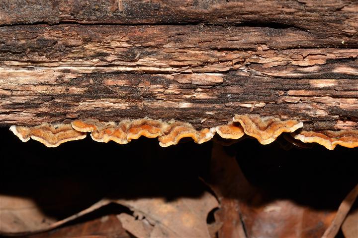 Ritrovamento n� 9 del 04-05-2012_(Stereum sp.)