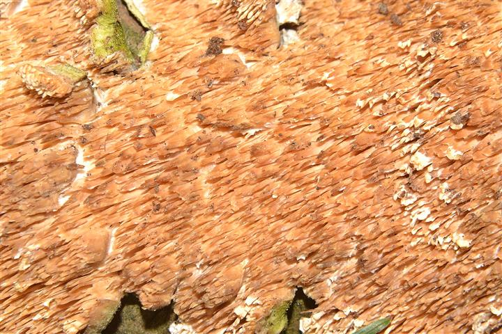 Ritrovamento n 18 del 04-05-2012 (Irpex lacteus)