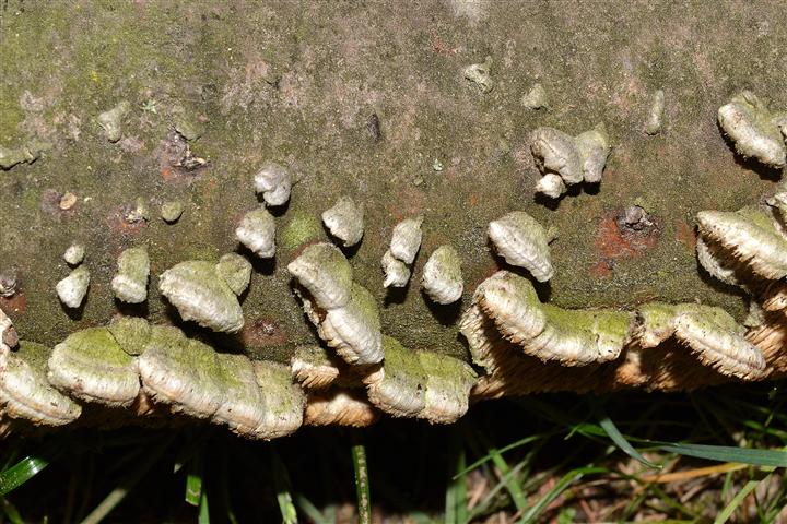 Ritrovamento n 18 del 04-05-2012 (Irpex lacteus)