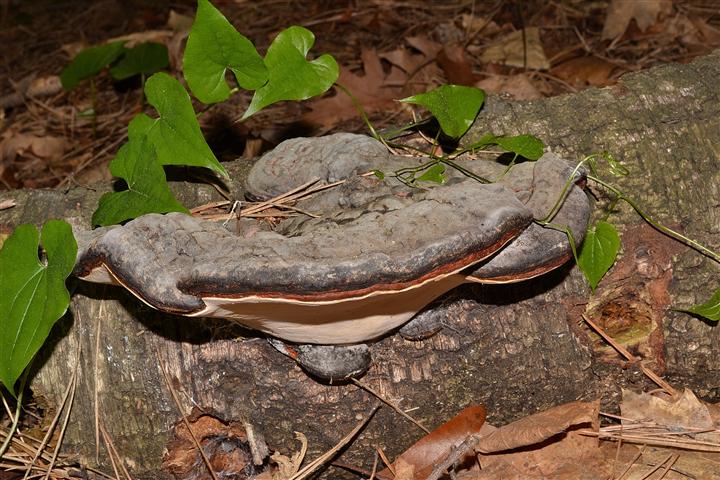 Ritrovamento n° 21 del 04-05-2012 (Fomitopsis pinicola)