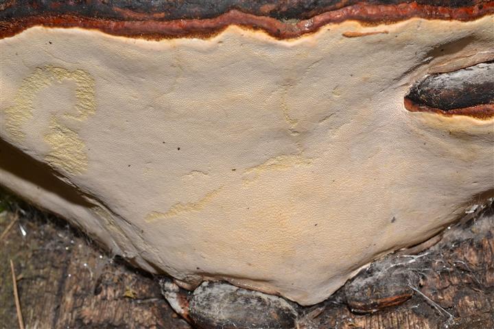 Ritrovamento n° 21 del 04-05-2012 (Fomitopsis pinicola)
