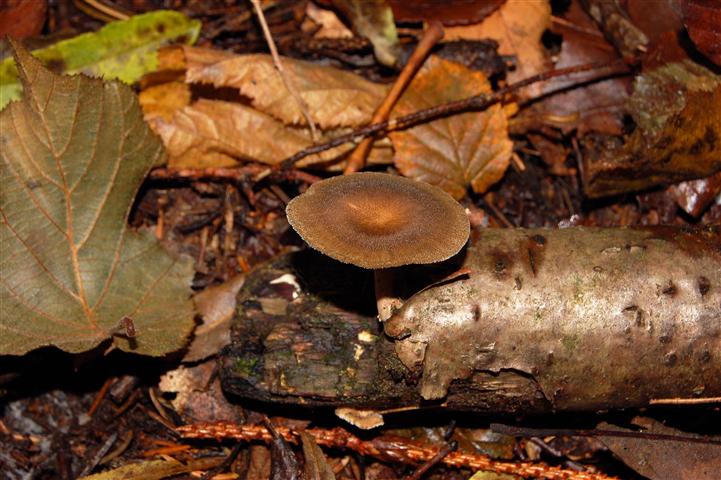 Polyporus brumalis?