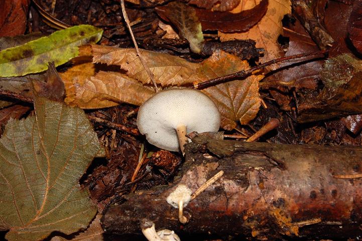 Polyporus brumalis?