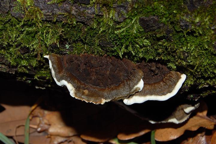 Ritrovamento del 13-11-2011 (Datronia mollis)