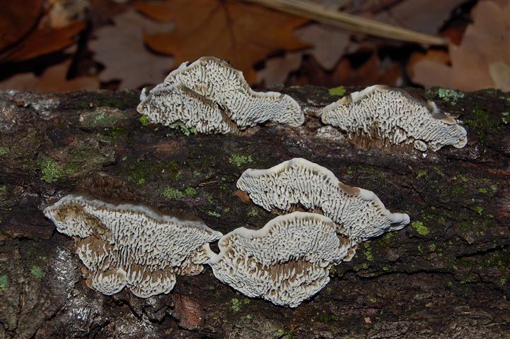 Ritrovamento del 13-11-2011 (Datronia mollis)