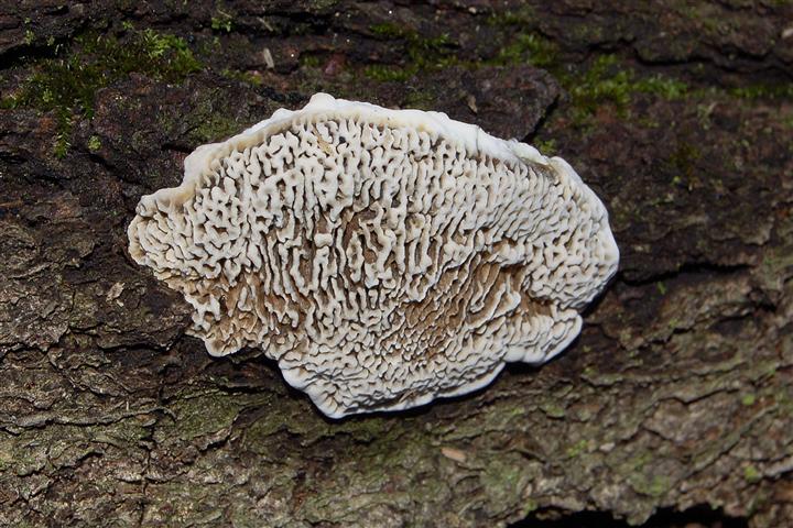 Ritrovamento del 13-11-2011 (Datronia mollis)