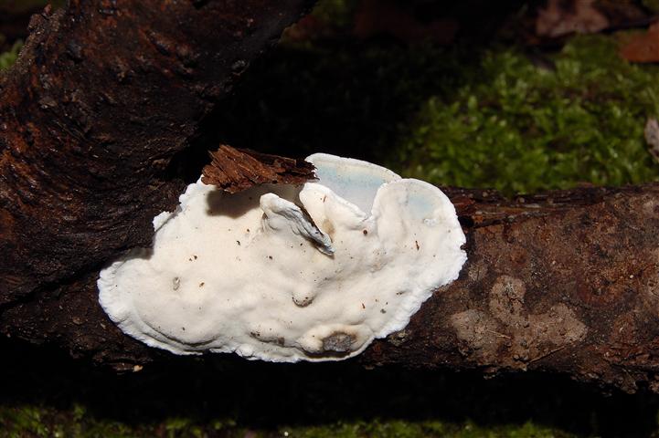 Ritrovamento n 7 del 20-11-2011 (Skeletocutis nivea)