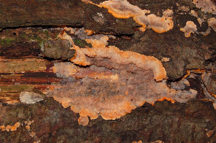 Ritrovamento n1 del 20-11-2011 (Phlebia radiata)
