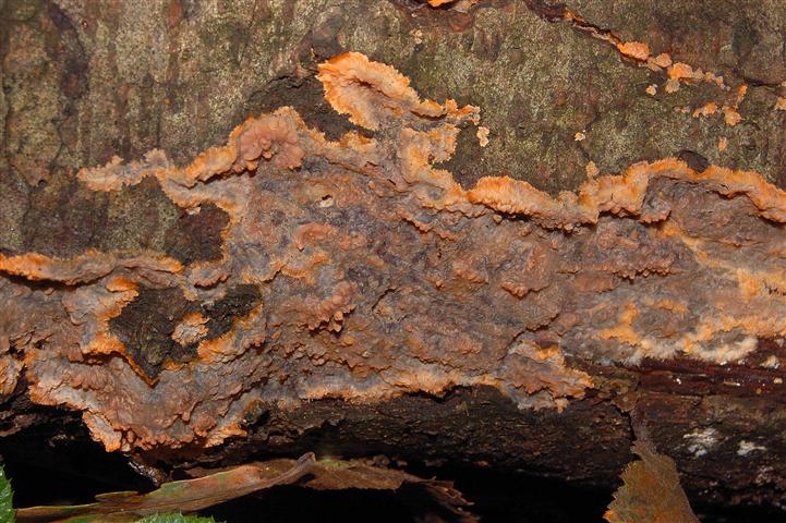 Ritrovamento n1 del 20-11-2011 (Phlebia radiata)