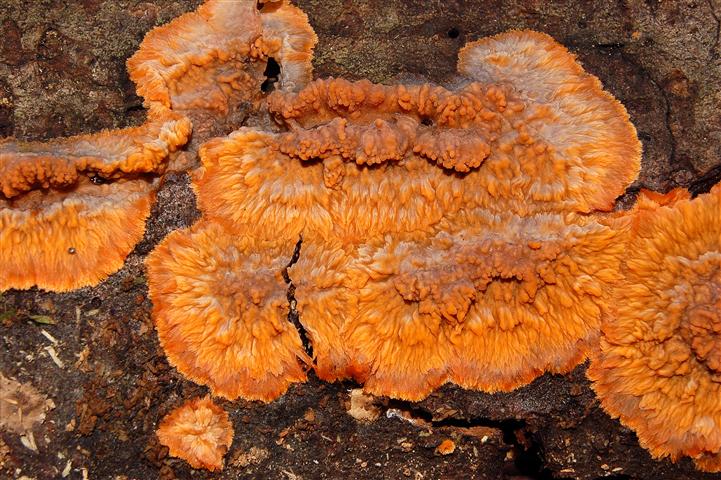 Ritrovamento n1 del 20-11-2011 (Phlebia radiata)