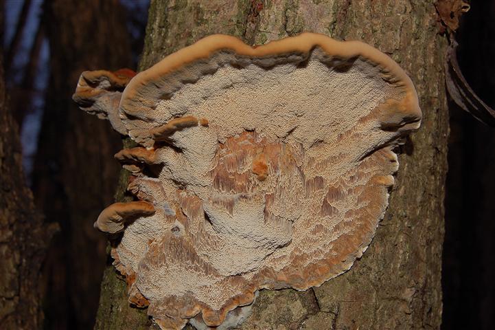 Ritrovamento n 5 del 20-11-2011 (Mensularia radiata)