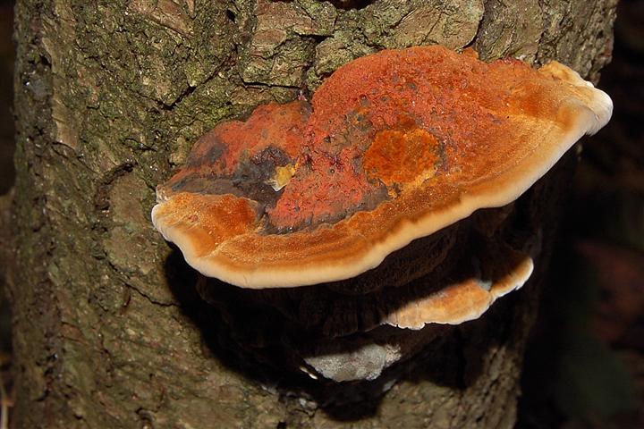 Ritrovamento n 5 del 20-11-2011 (Mensularia radiata)