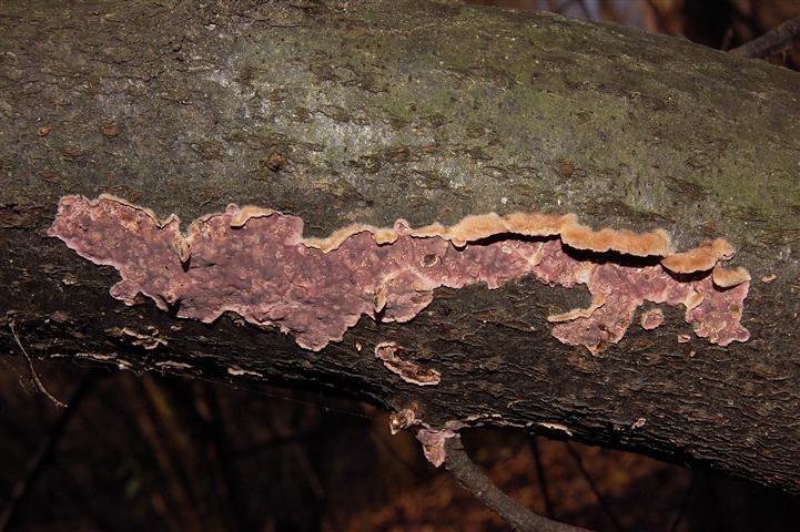 Ritrovamento n 3 del 20-11-2011 (Chondrostereum purpureum)