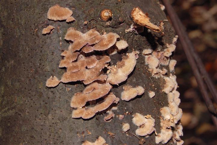 Ritrovamento n 3 del 20-11-2011 (Chondrostereum purpureum)