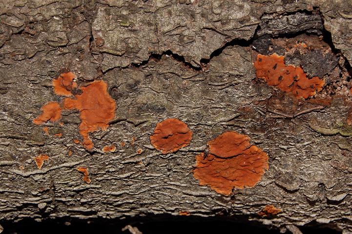 Ritrovamento n4 del 20-11-2011