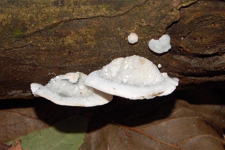 Ritrovamento n 6 del 20-11-2011 (Postia caesia)
