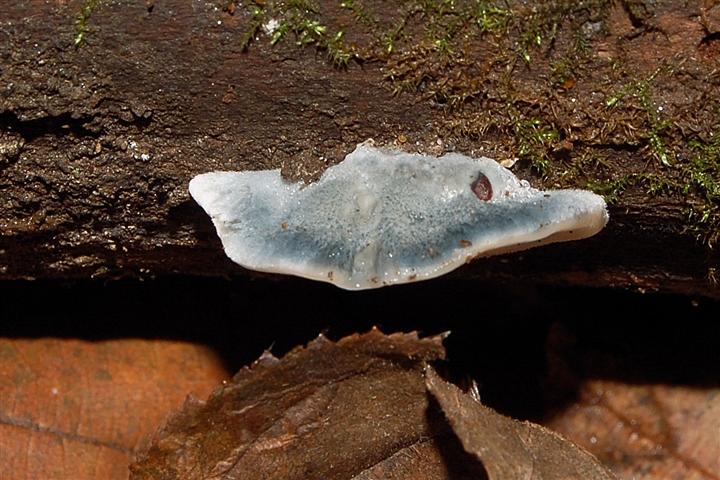 Ritrovamento n 6 del 20-11-2011 (Postia caesia)