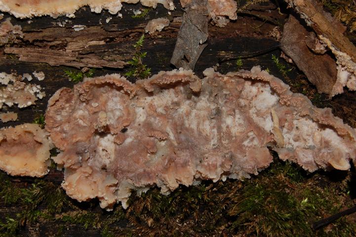 Ritrovamento n° 2 del 20-11-2011 (Phlebia rufa)