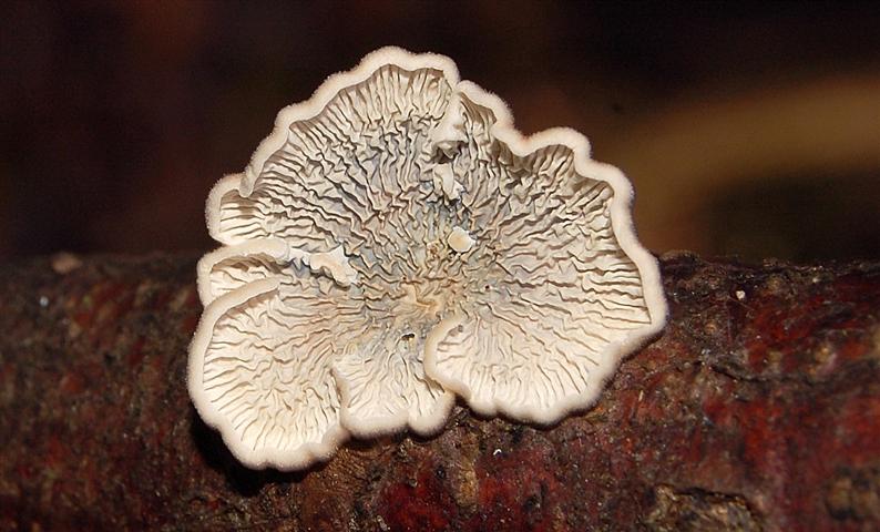 Ritrovamento n 5 del 26-11-2011 (Irpex lacteus)