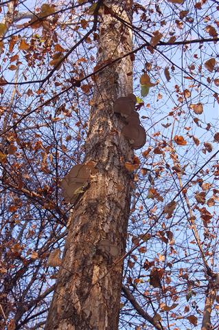 Ritrovamento n 5 del 26-11-2011 (Irpex lacteus)