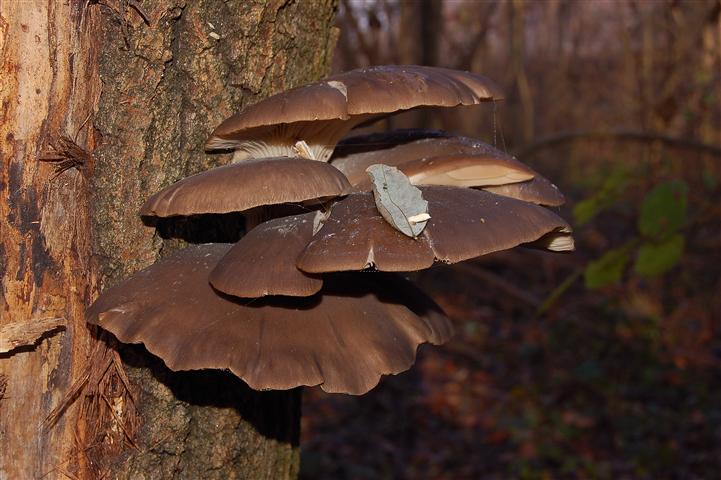 Ritrovamento n 5 del 26-11-2011 (Irpex lacteus)