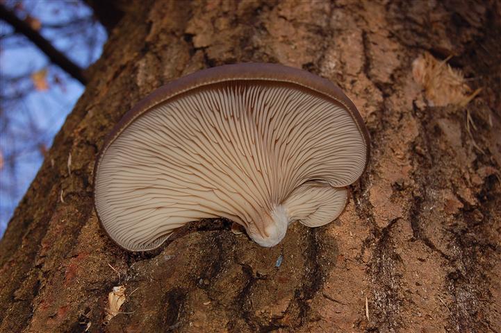Ritrovamento n 5 del 26-11-2011 (Irpex lacteus)
