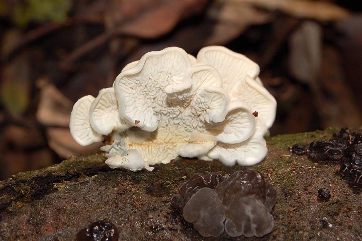 Ritrovamento n 5 del 26-11-2011 (Irpex lacteus)