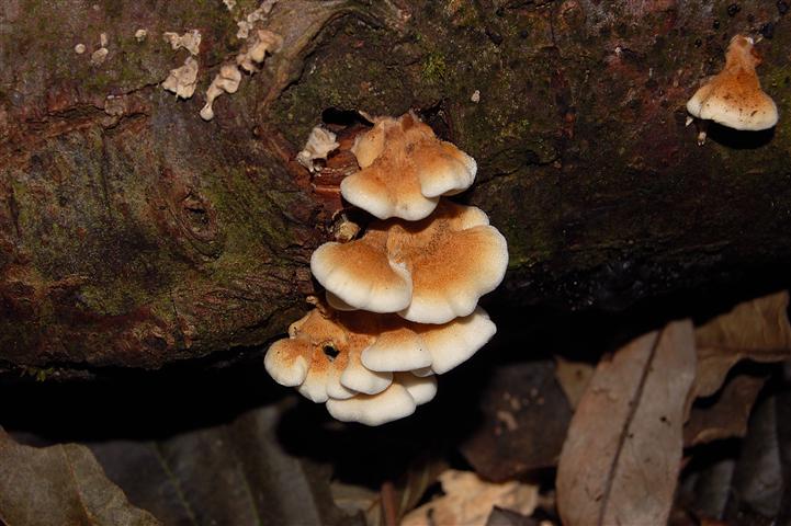 Ritrovamento n 5 del 26-11-2011 (Irpex lacteus)