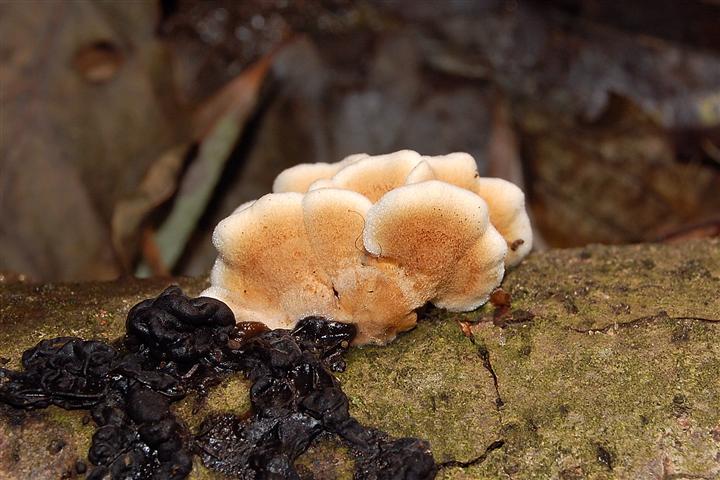 Ritrovamento n 5 del 26-11-2011 (Irpex lacteus)