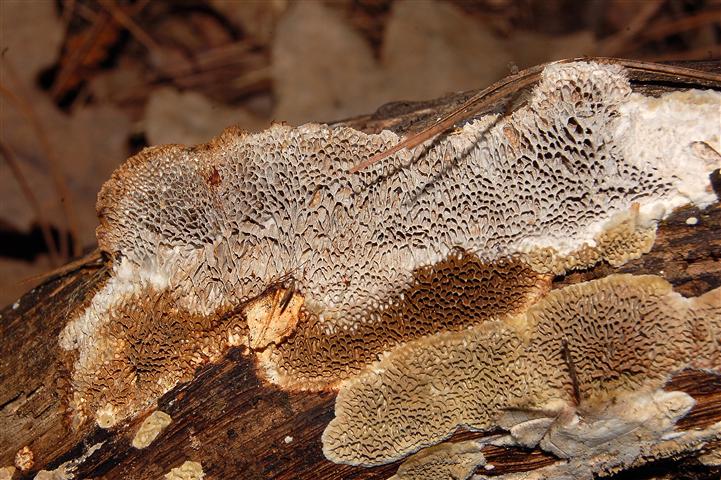 Ritrovamento n° 1 del 30-03-2012 (Coriolopsis gallica)