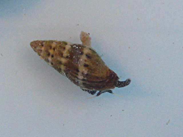Melaraphe neritoides e Pusia tricolor