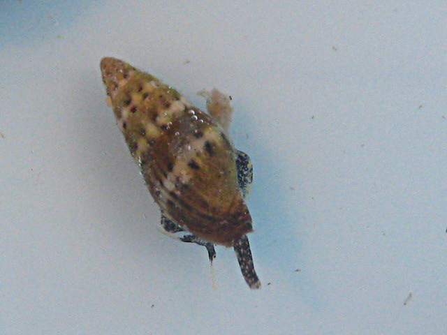 Melaraphe neritoides e Pusia tricolor