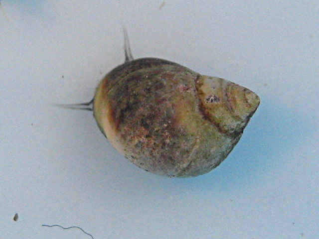 Melaraphe neritoides e Pusia tricolor