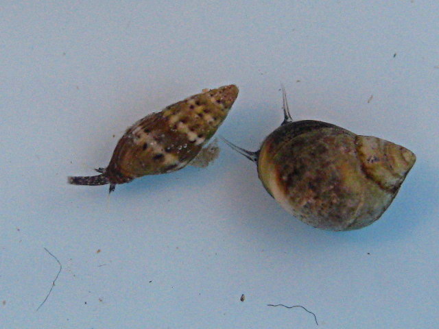 Melaraphe neritoides e Pusia tricolor