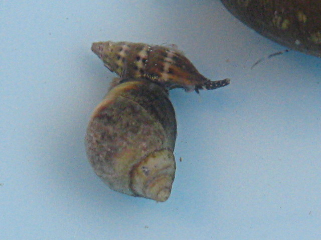Melaraphe neritoides e Pusia tricolor