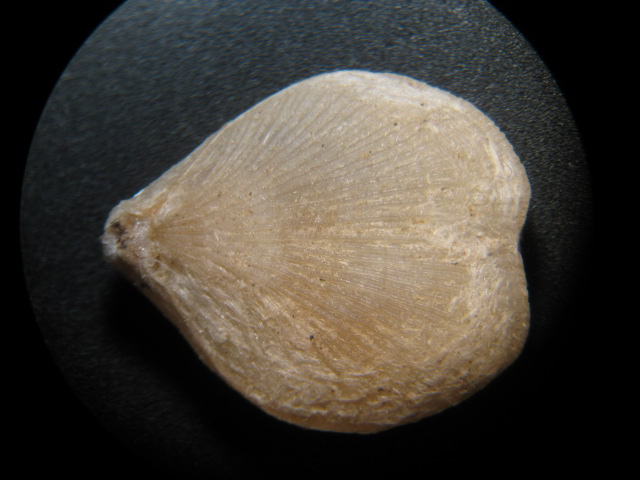 Terebratulina retusa