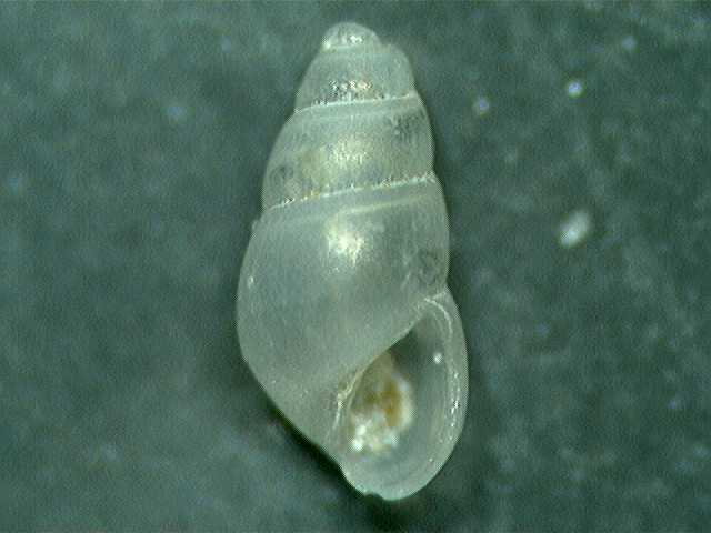 odostomia ?