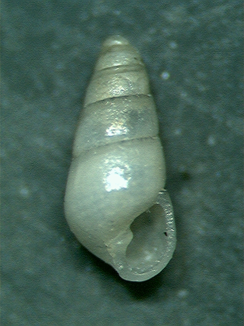 odostomia ?