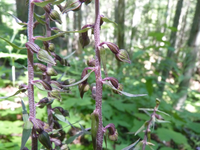 alcune epipactis - aiuto determinazione