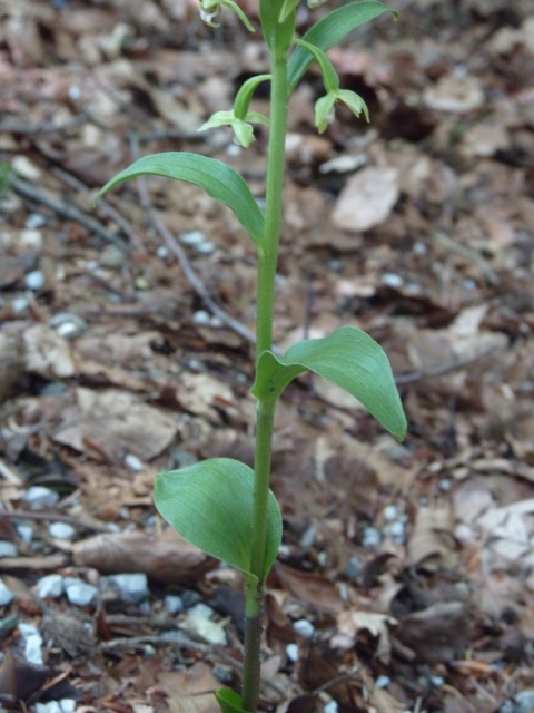 alcune epipactis - aiuto determinazione