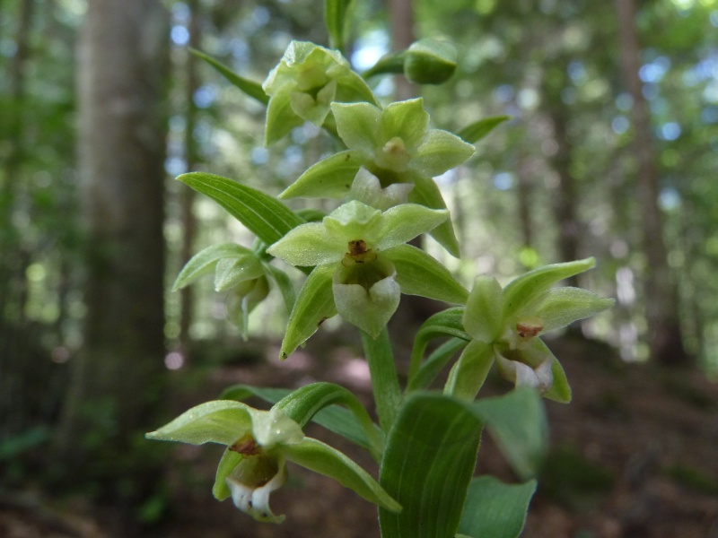 alcune epipactis - aiuto determinazione