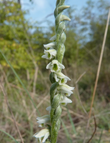 Spiranthes fiorentine..