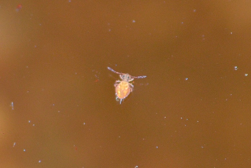 Collembolo sull''acqua ( Sminthuridae?)