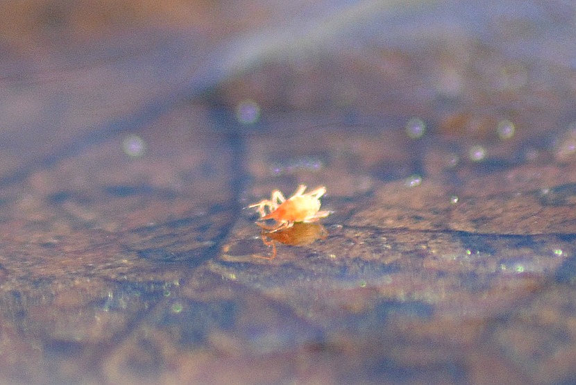 Bdellidae