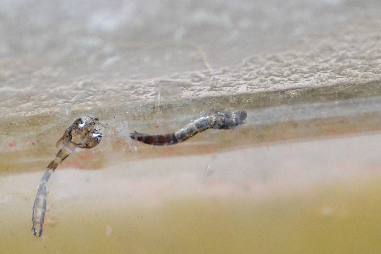 Chironomide?