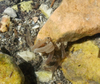 Briozoi di acqua dolce