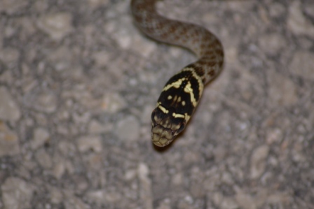 serpentello...