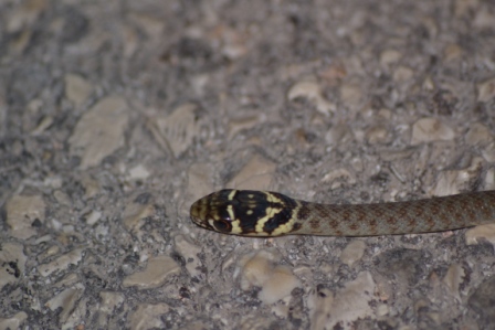 serpentello...